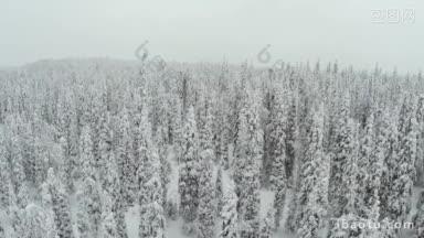 飞越高高的<strong>毛皮</strong>树覆盖着蓬松的雪冬天的场景与雪林